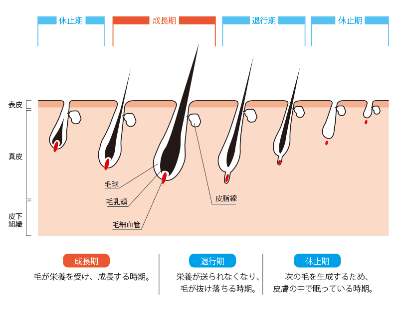 毛周期